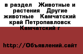  в раздел : Животные и растения » Другие животные . Камчатский край,Петропавловск-Камчатский г.